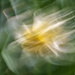 Daffodil ICM by kvphoto