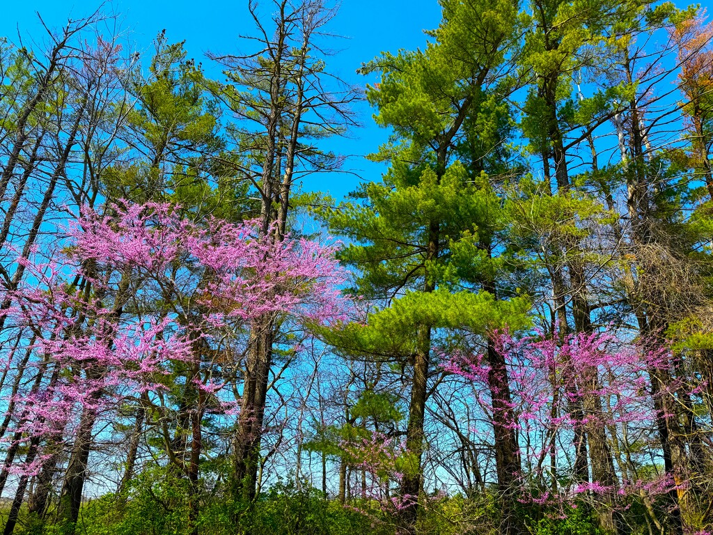 Pines and Redbuds by lynnz