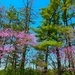 Pines and Redbuds