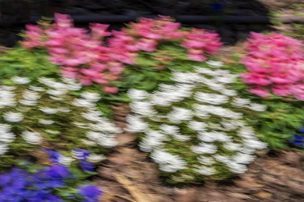 Blooming ICM by kvphoto