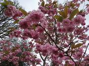 21st Apr 2024 - Cherry Blossom 