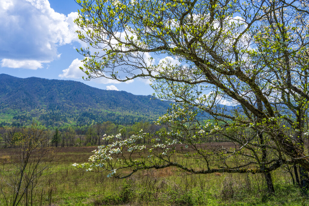 Dogwood in Cades Cove by kvphoto