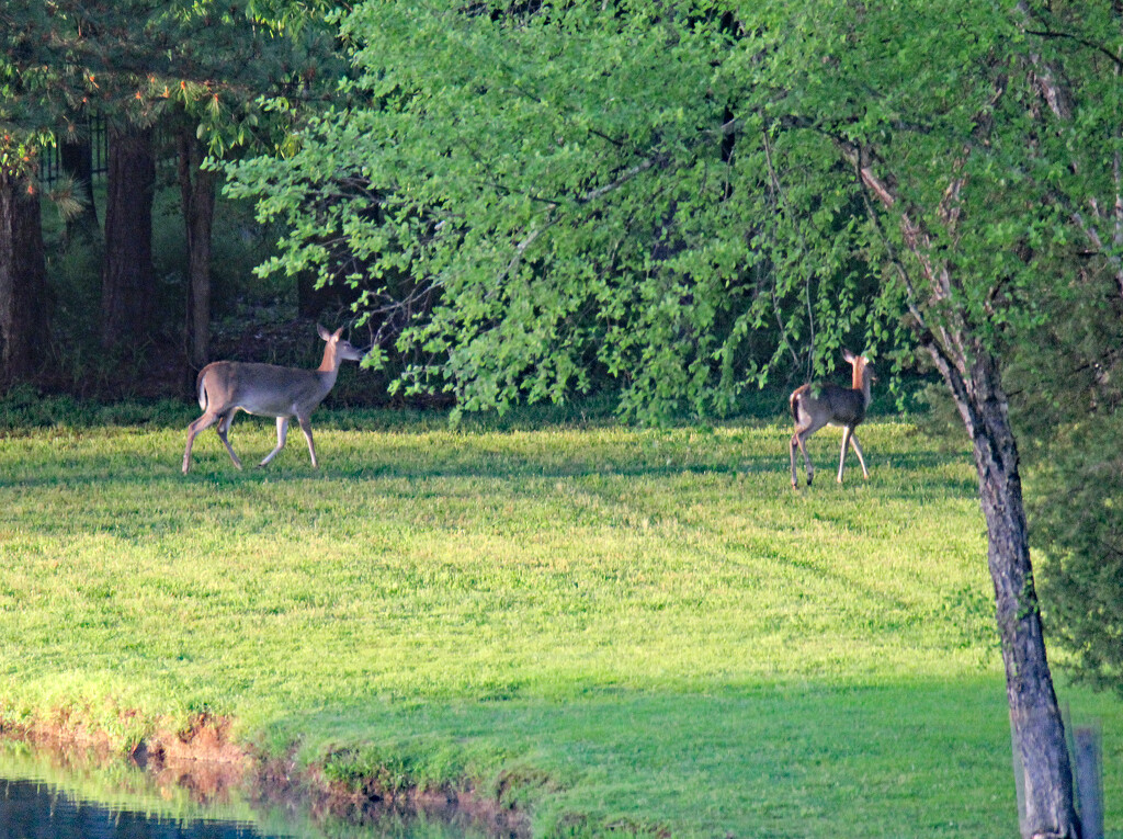 April 21 Deer At Dusk Slipping Into Trees IMG_9204AA by georgegailmcdowellcom