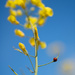 Ladybird by hannahcallier