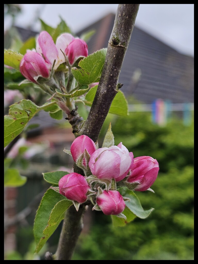 Apple blossom by kathryn54