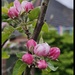 Apple blossom by kathryn54
