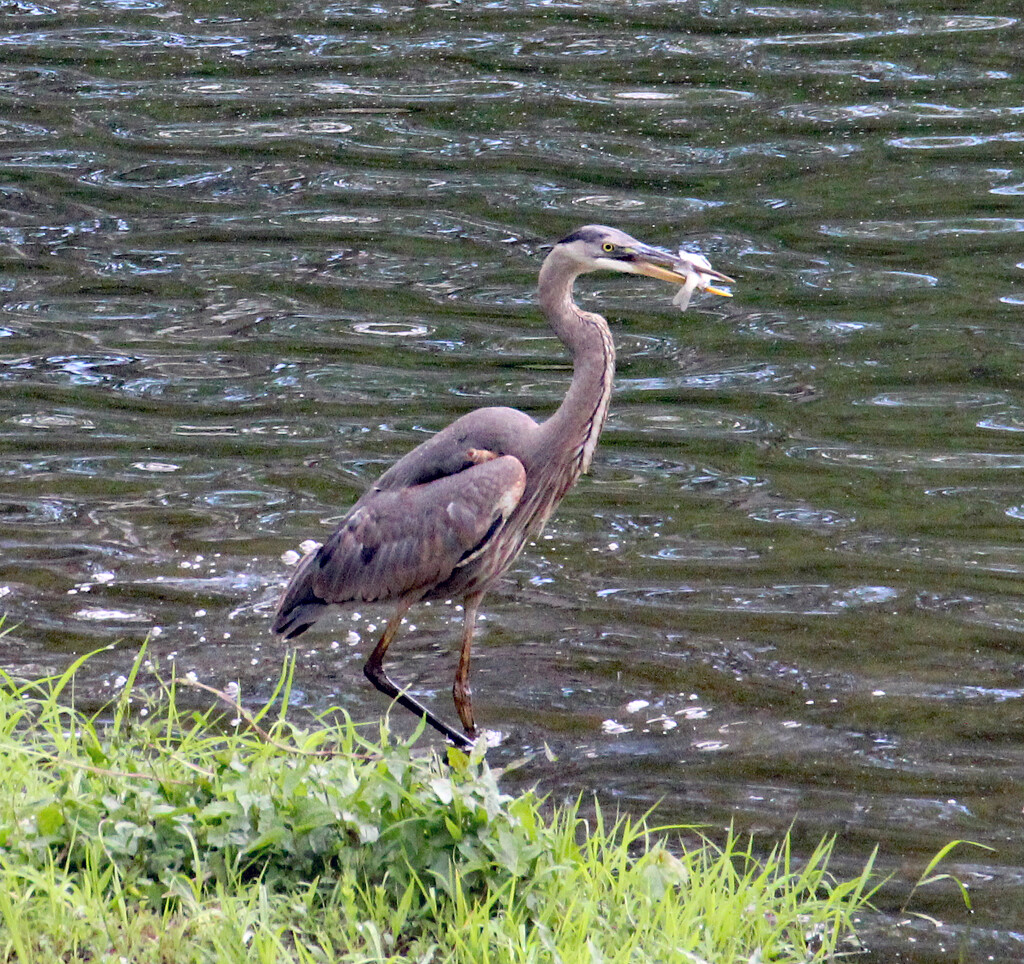 April 22 Heron With Fish On The Move IMG_9211AAA by georgegailmcdowellcom