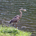 April 22 Heron With Fish On The Move IMG_9211AAA by georgegailmcdowellcom