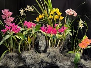 23rd Apr 2024 - Orchid Mini Garden Display