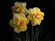 23rd Apr 2024 - Tahiti Daffodil