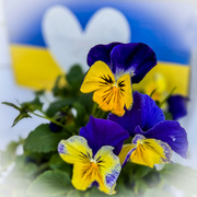 23rd Apr 2024 - Blue and Yellow Pansies