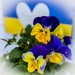 Blue and Yellow Pansies by berelaxed