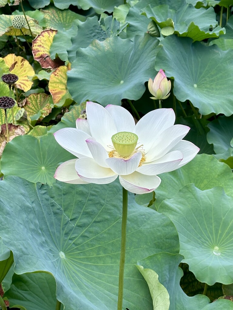 Sacred Lotus by kjarn