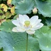 Sacred Lotus by kjarn