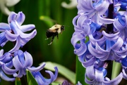23rd Apr 2024 - Bumblebee in flight