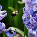 Bumblebee in flight by ljmanning