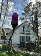 23rd Apr 2024 - Magnolias are close to opening