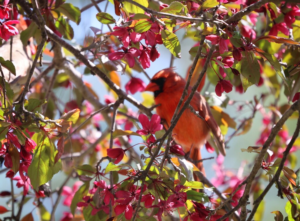 Cardinal and Crabapple by lynnz
