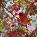 Cardinal and Crab Apple by lynnz