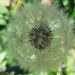 Dandelion fluff by 912greens