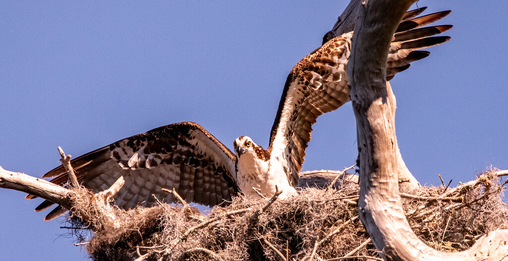 Mom Osprey Stretching Her Wings! by rickster549