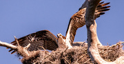 23rd Apr 2024 - Mom Osprey Stretching Her Wings!
