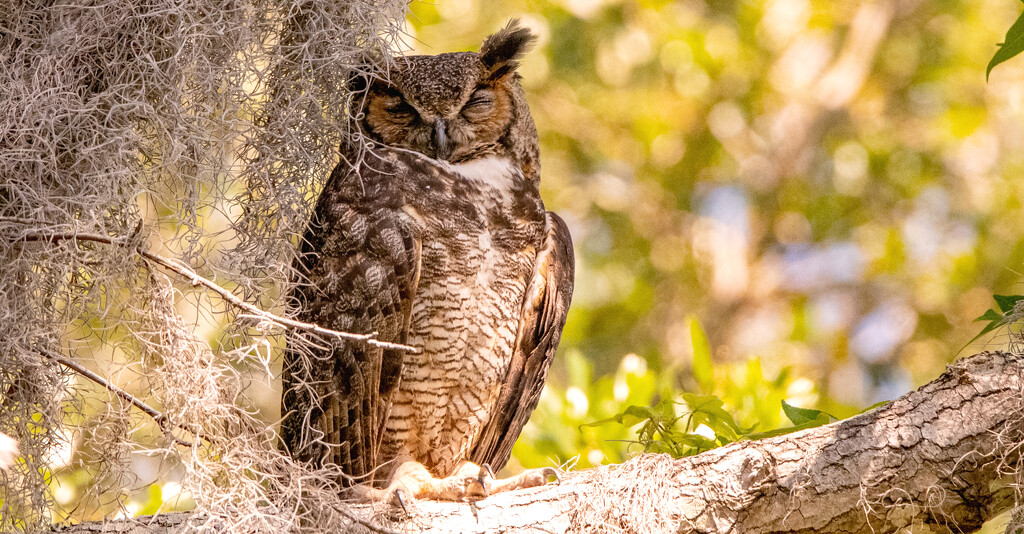 Mom Great Horned Owl, Taking a Snooze! by rickster549