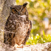 Mom Great Horned Owl, Taking a Snooze!