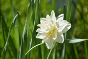 23rd Apr 2024 - Frilly Daffodil