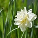 Frilly Daffodil by bjywamer