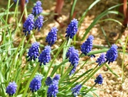 23rd Apr 2024 - Grape Hyacinth 