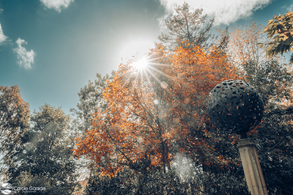 Autumnal Sunburst by yorkshirekiwi