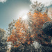 Autumnal Sunburst by yorkshirekiwi