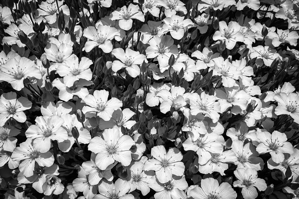 A Bunch of Pretty Little White Flowers by tina_mac