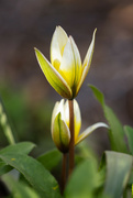 23rd Apr 2024 - tulips