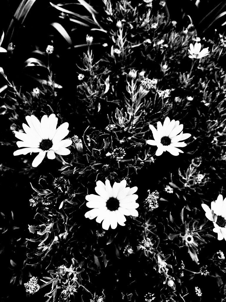 Flowers + Monochrome by mdry