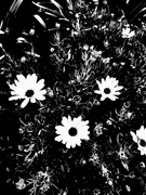 24th Apr 2024 - Flowers + Monochrome