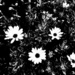 Flowers + Monochrome