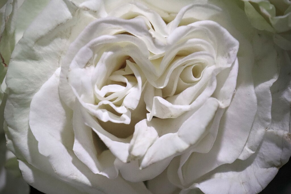 The White Rose Breathes of Love... by princessicajessica