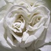 The White Rose Breathes of Love...