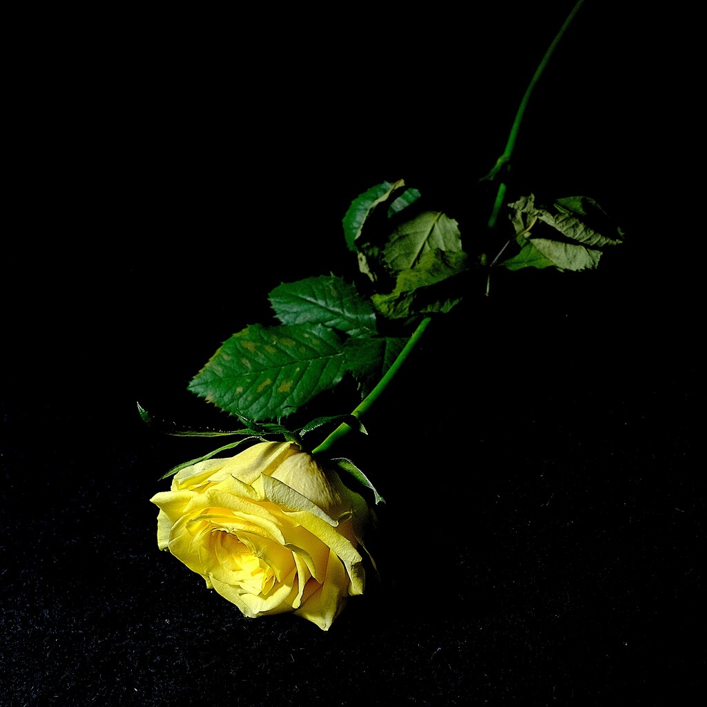 Yellow Rose Study 2 by allsop