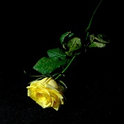 24th Apr 2024 - Yellow Rose Study 2
