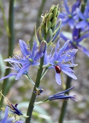 24th Apr 2024 - Another fan of my  Camassia 