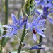 Another fan of my  Camassia 