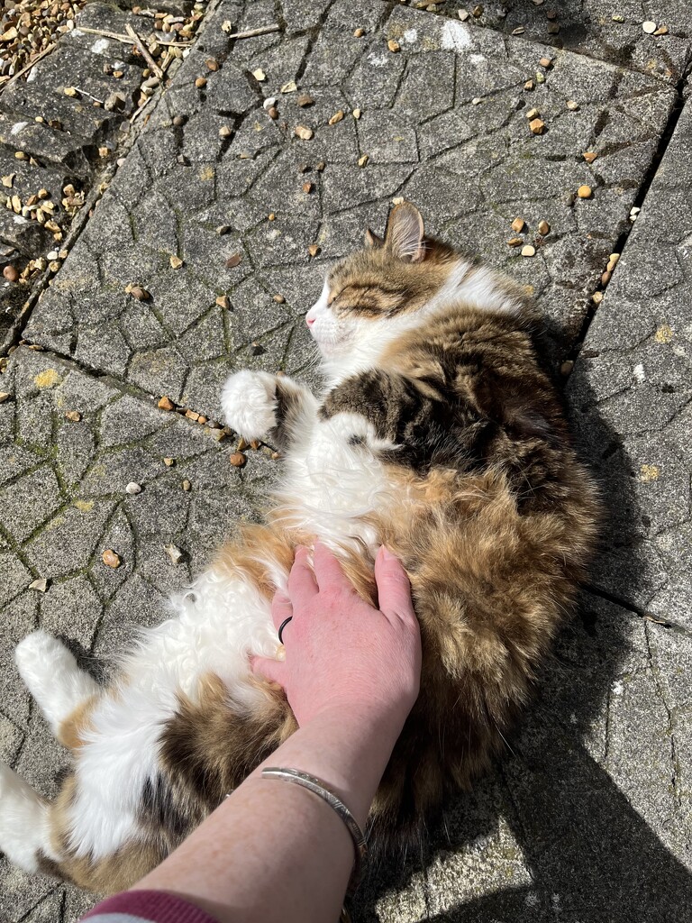 Sunny tummy cat by helenawall