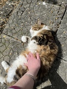 24th Apr 2024 - Sunny tummy cat