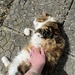Sunny tummy cat