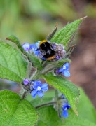 24th Apr 2024 - Bumble Bee