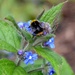 Bumble Bee by arkensiel