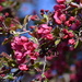 Crab Apple Blossoms by lisab514